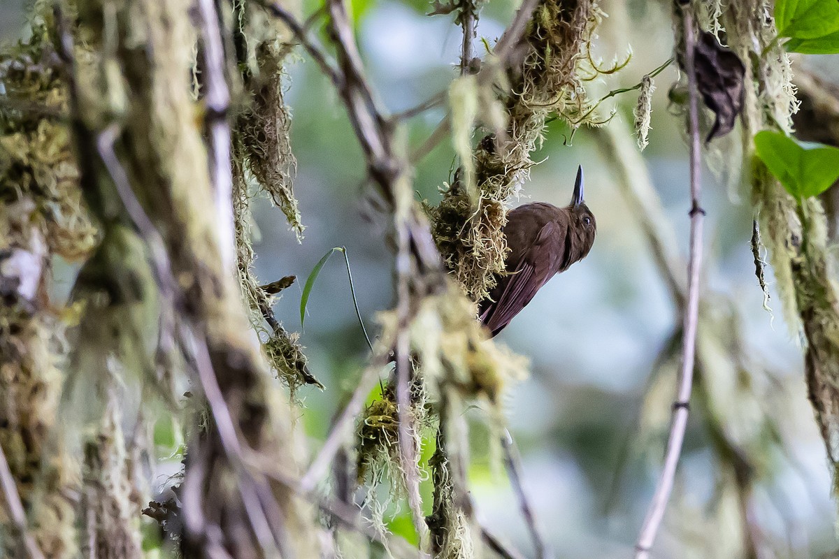 Tyrannine Woodcreeper - ML636017474