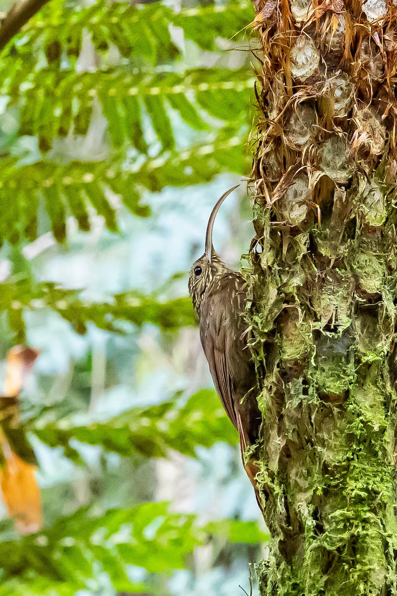 Brown-billed Scythebill - ML636017499