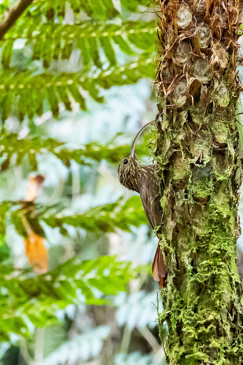 Brown-billed Scythebill - ML636017500