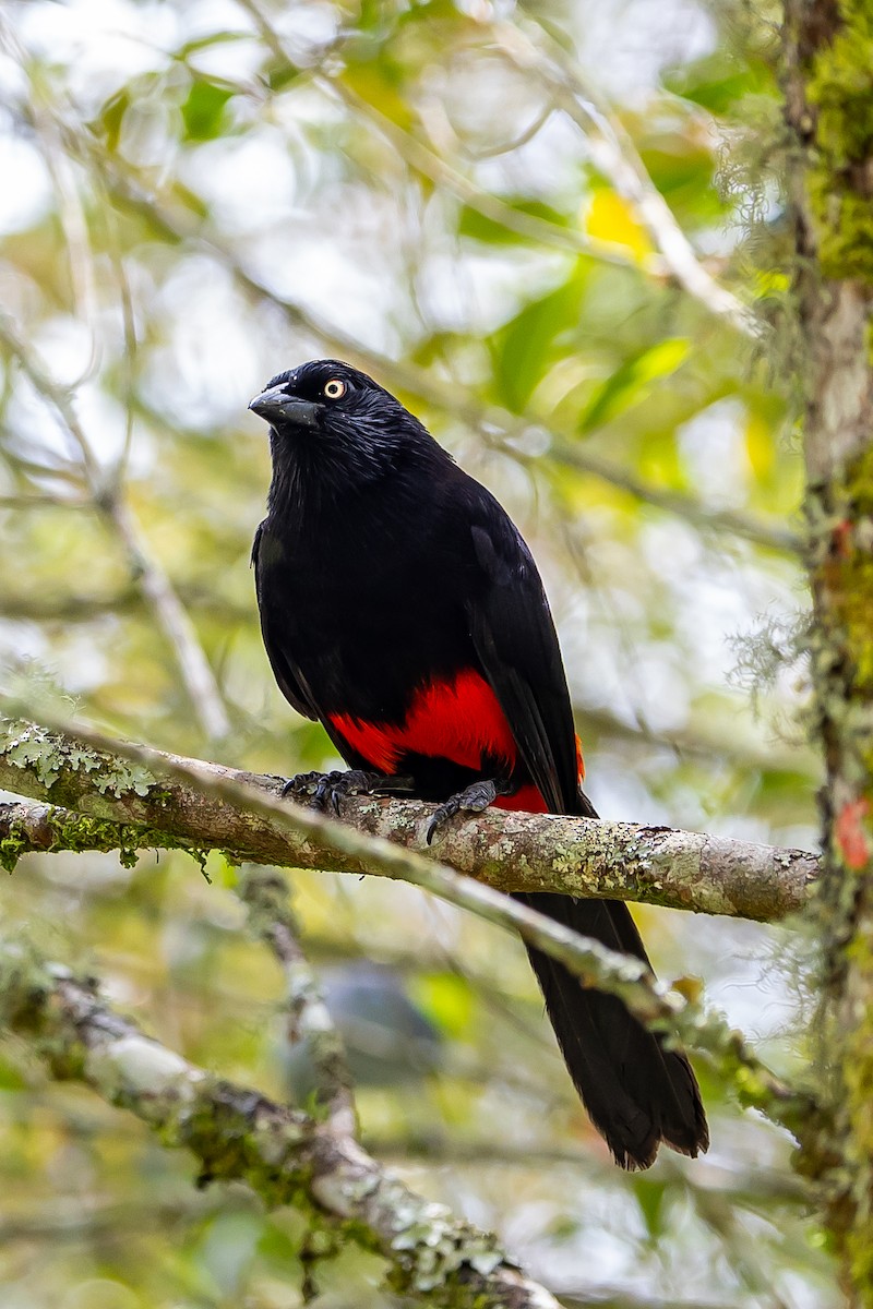 Red-bellied Grackle - ML636017567