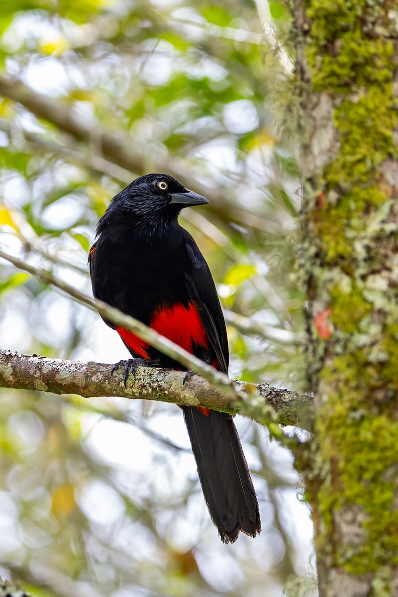 Red-bellied Grackle - ML636017570