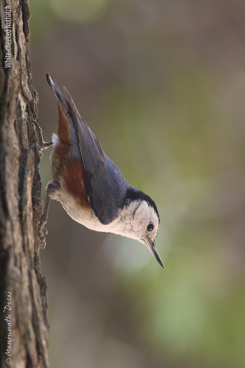 White-cheeked Nuthatch - ML636017627