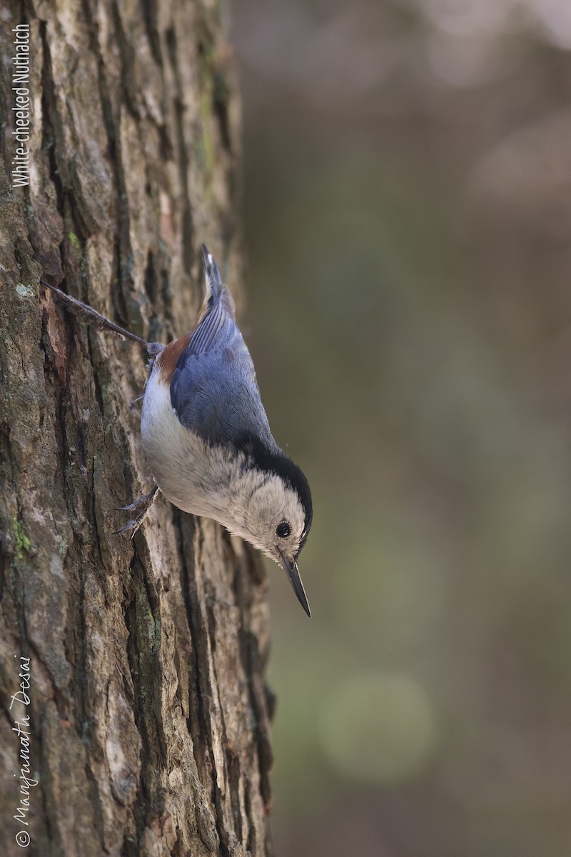 White-cheeked Nuthatch - ML636017628