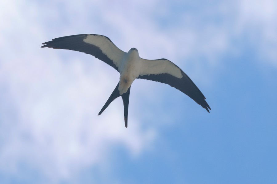 Swallow-tailed Kite - Chris Daly