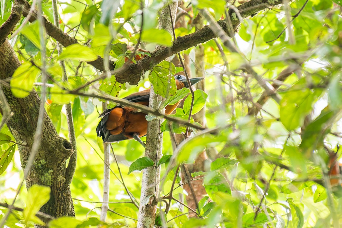 Capuchinbird - ML636017695