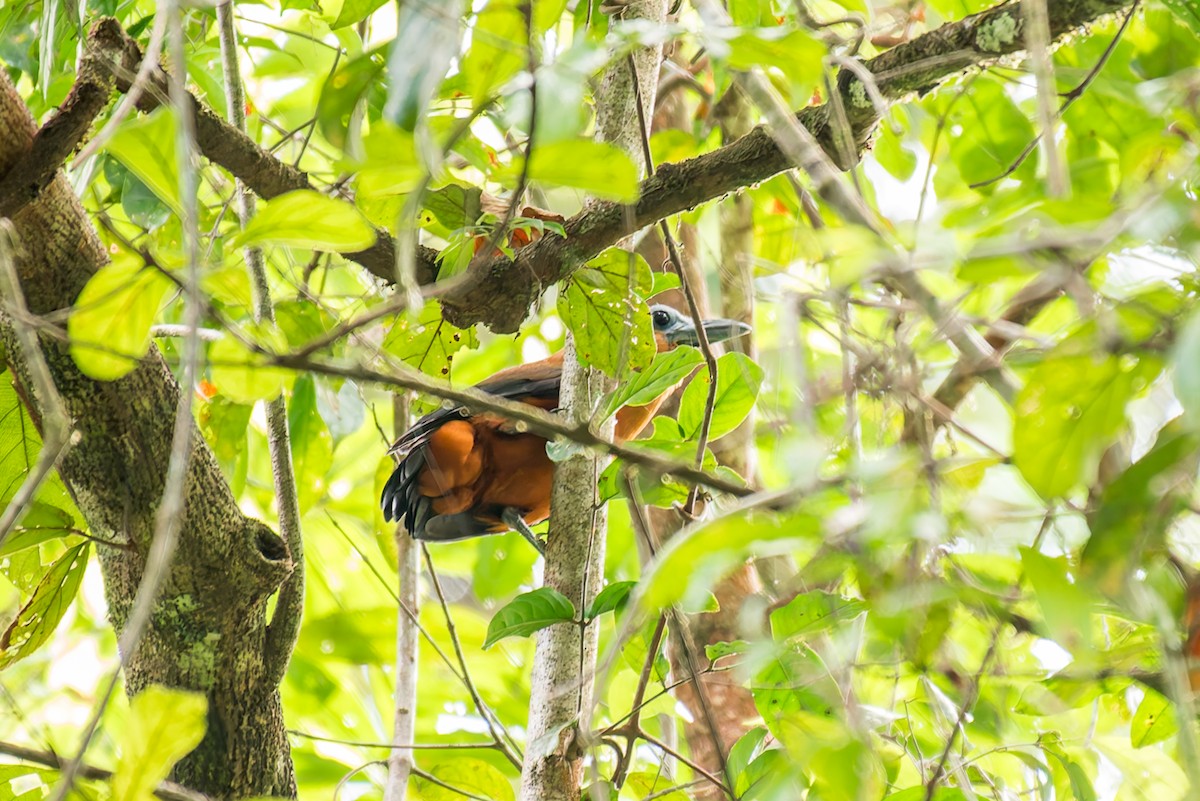 Capuchinbird - ML636017696