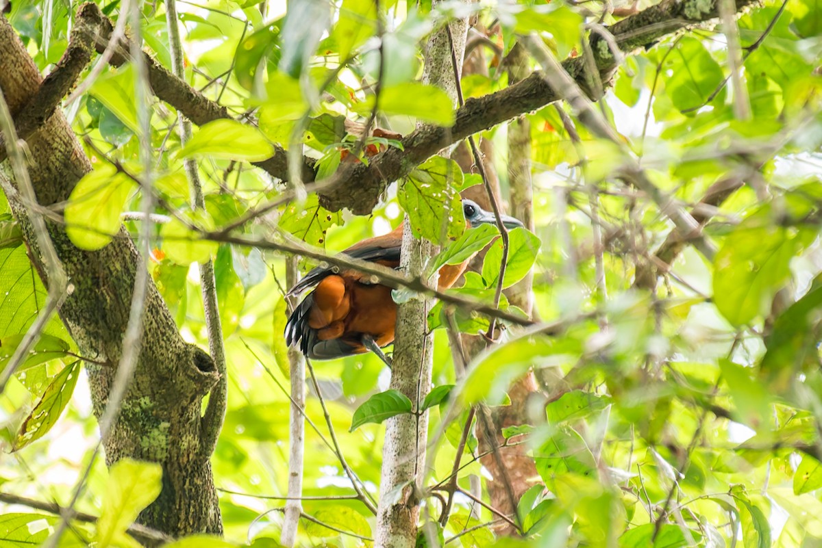 Capuchinbird - ML636017697