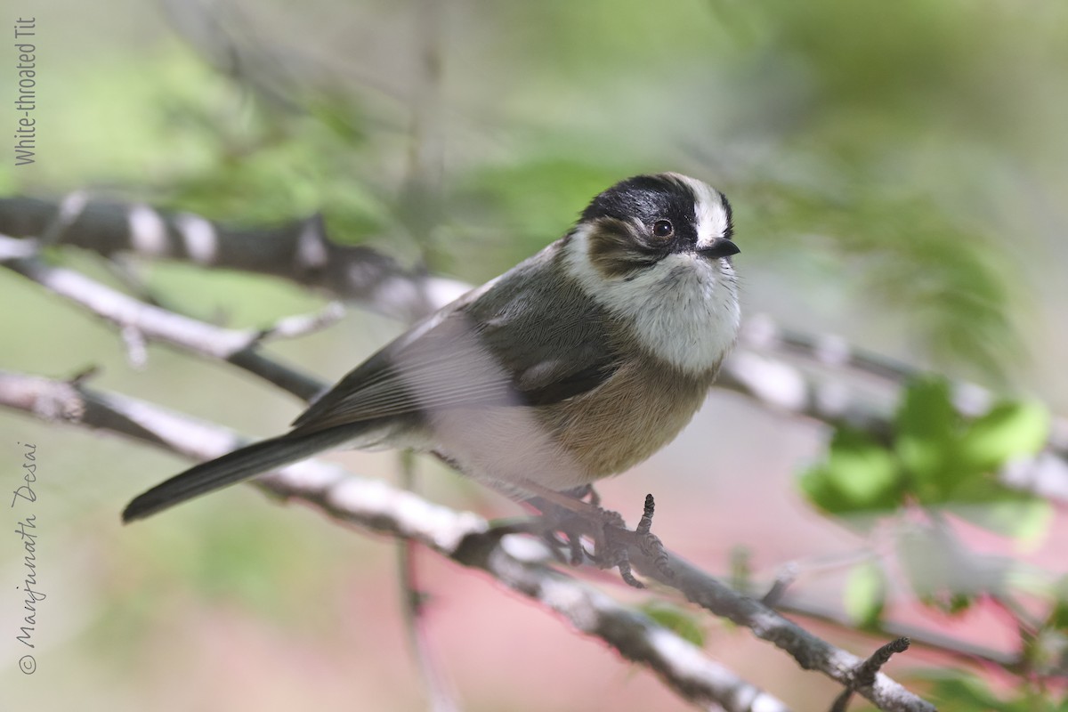 White-throated Tit - ML636017706