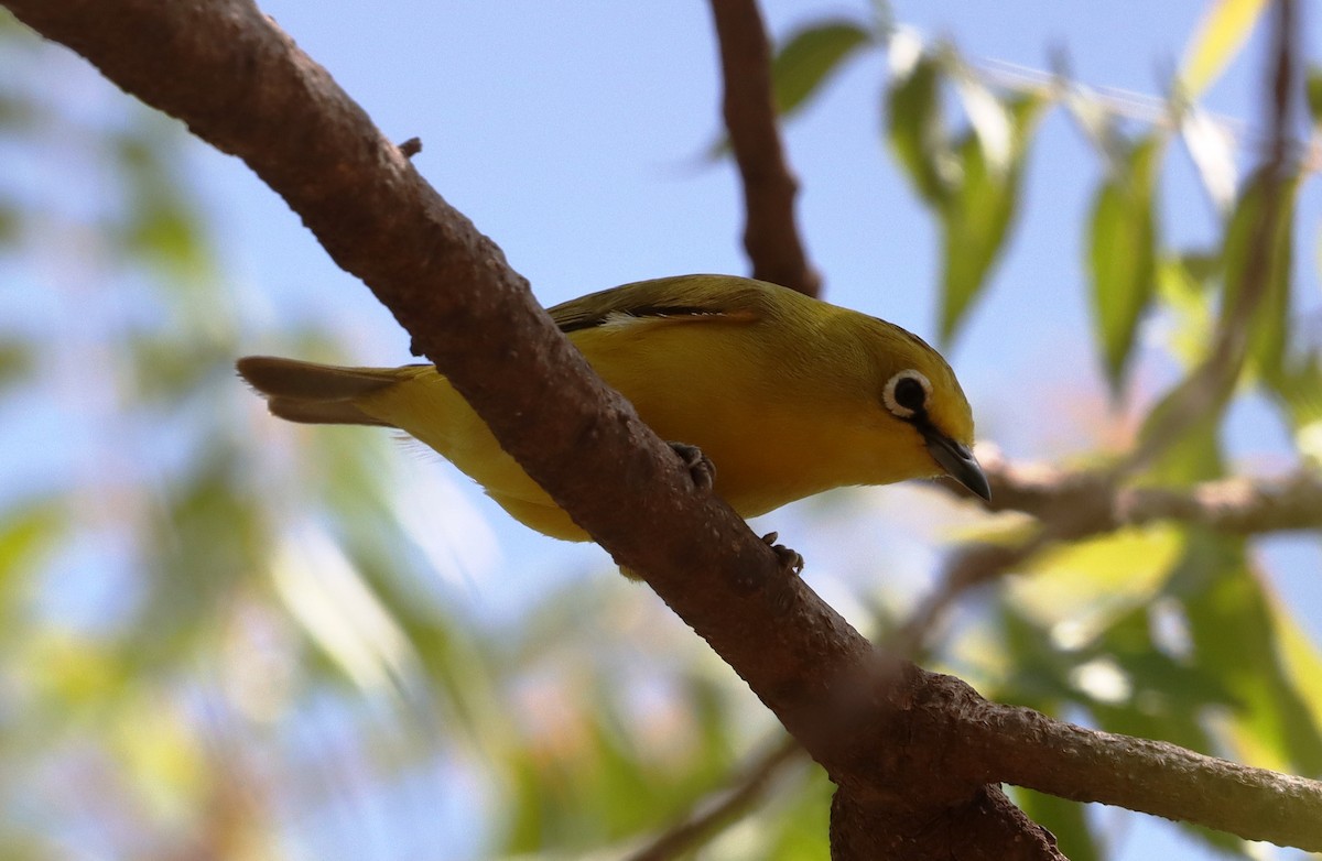 Northern Yellow White-eye - ML636017753