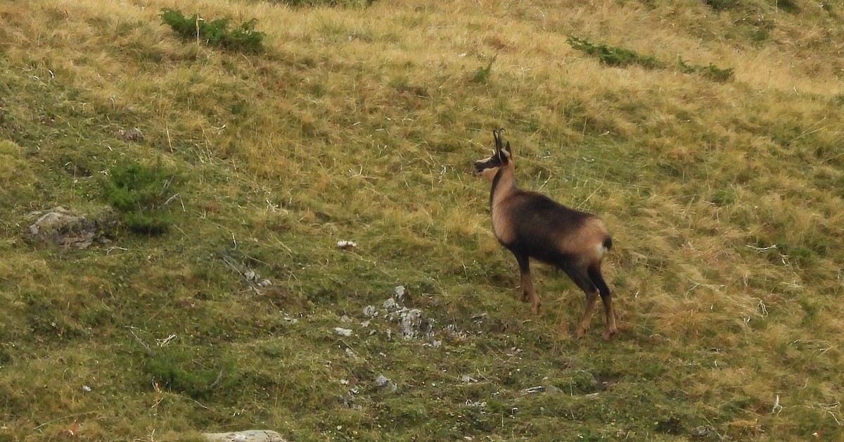 Pyrenean Chamois - ML636017769