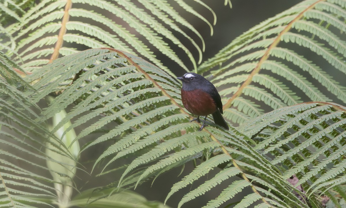 Chestnut-bellied Chat-Tyrant - ML636017792