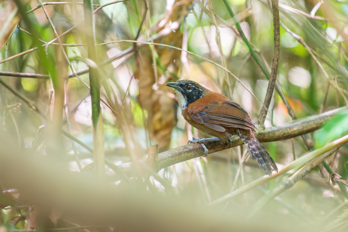 Coraya Wren - ML636017799
