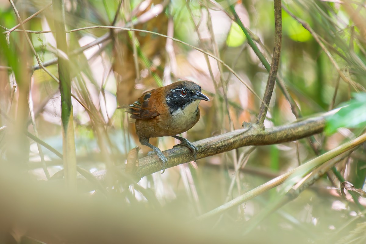 Coraya Wren - ML636017800