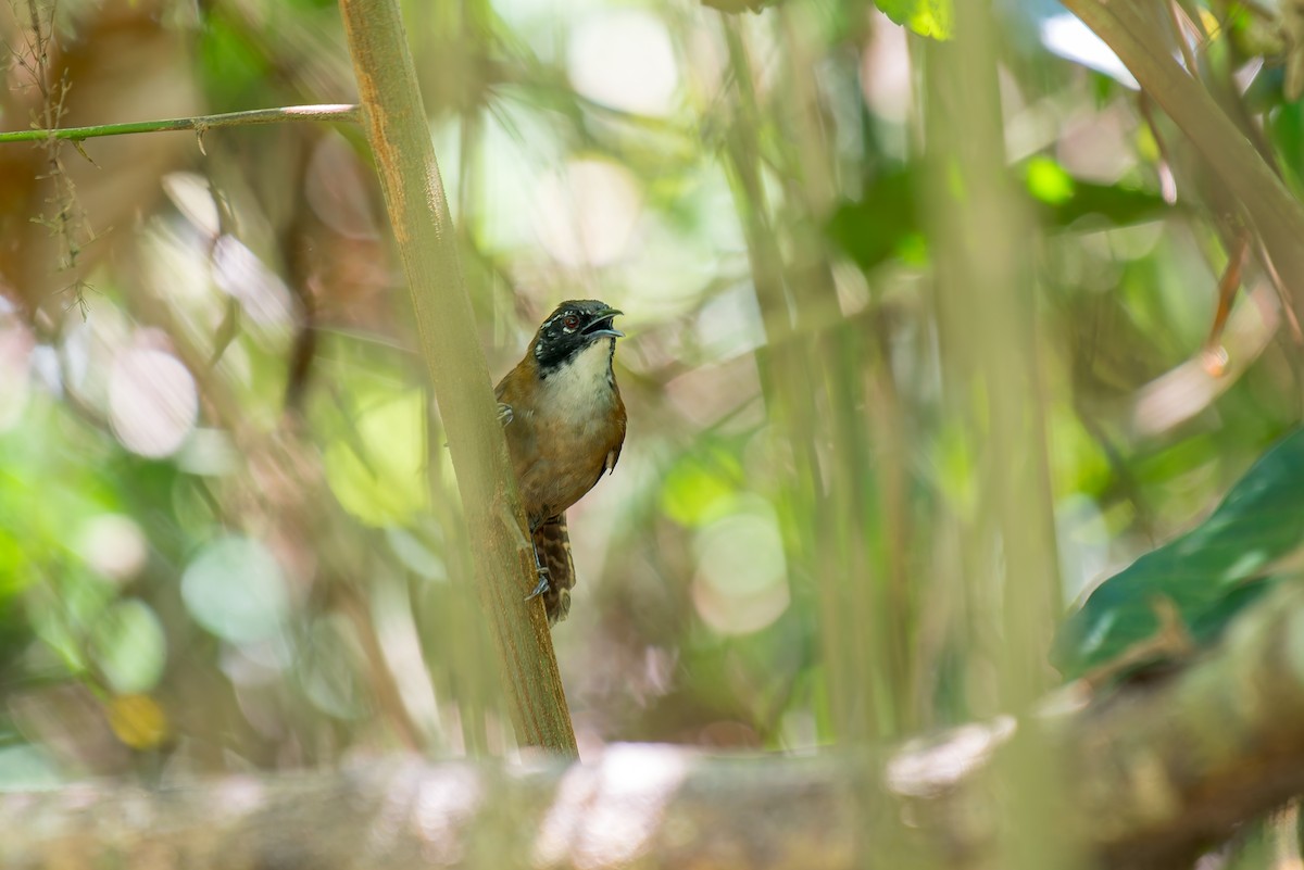 Coraya Wren - ML636017801