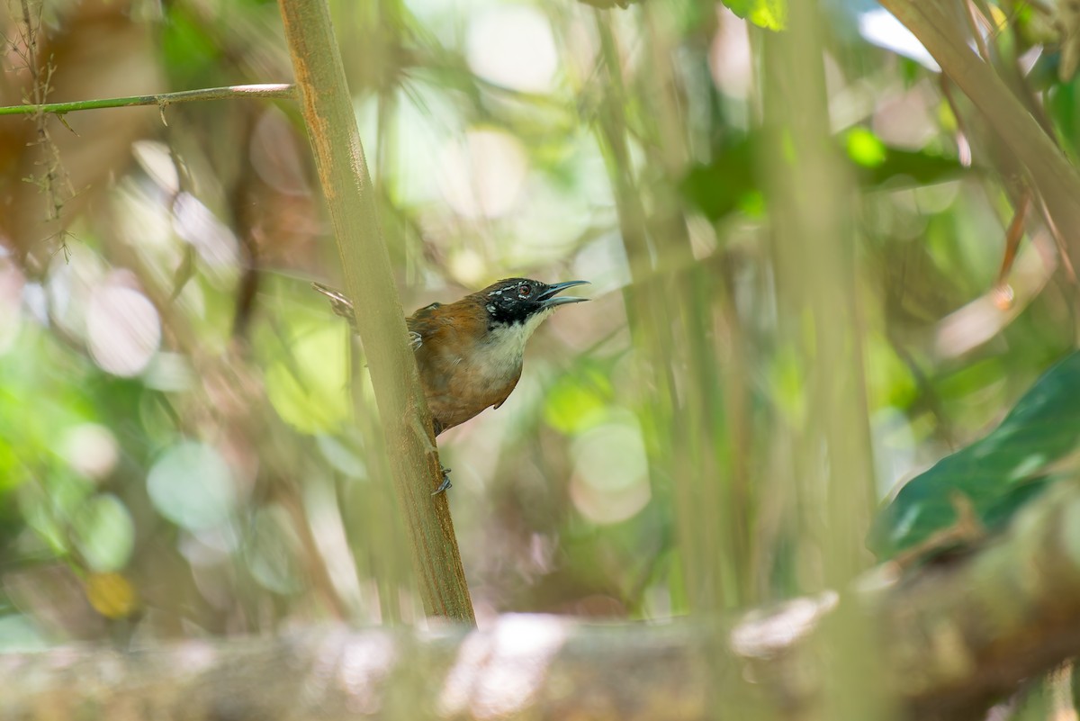 Coraya Wren - ML636017802