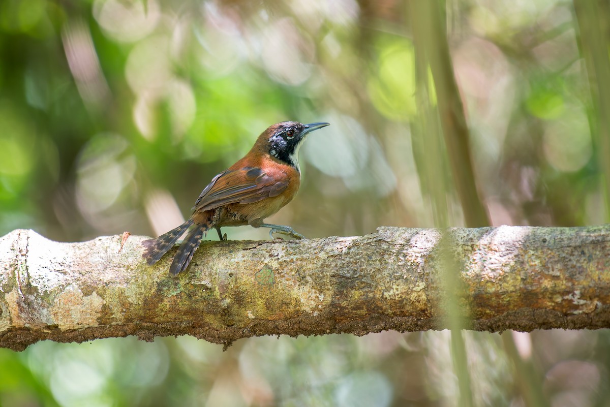 Coraya Wren - ML636017805