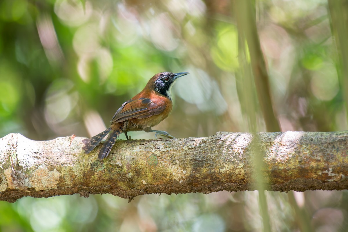 Coraya Wren - ML636017806