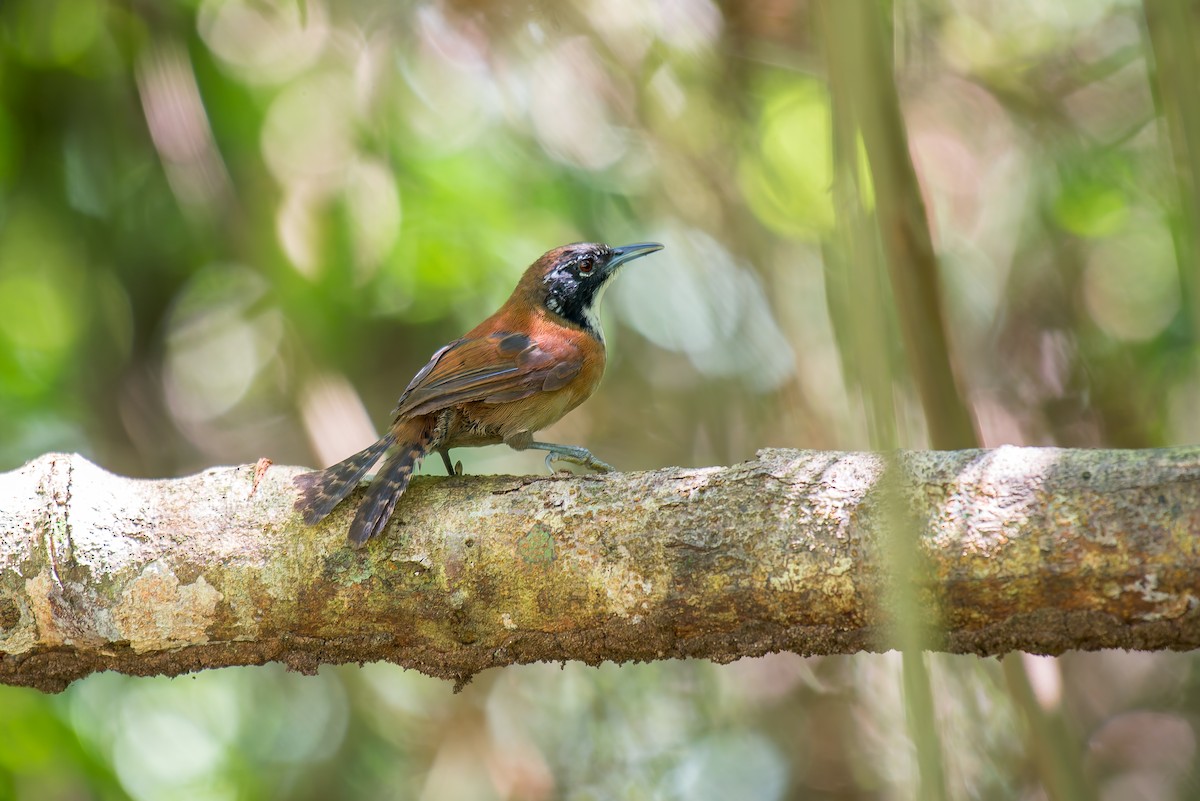 Coraya Wren - ML636017807