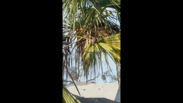 Red-bellied Woodpecker - ML636017876