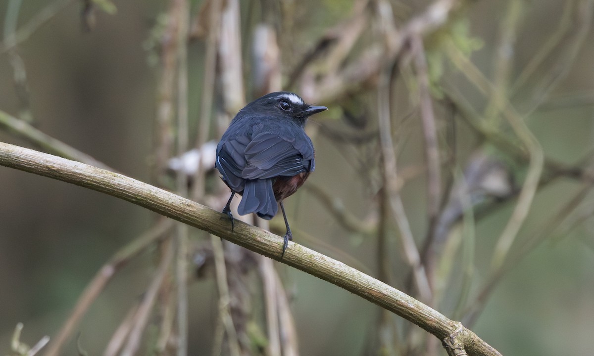 Chestnut-bellied Chat-Tyrant - ML636017880