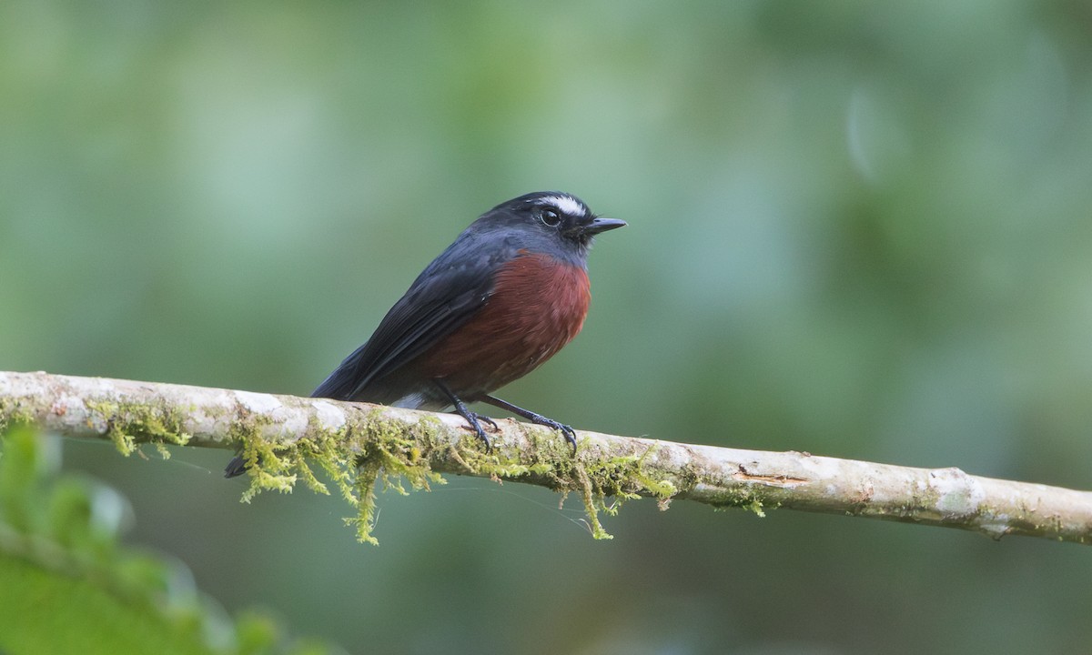 Chestnut-bellied Chat-Tyrant - ML636017881