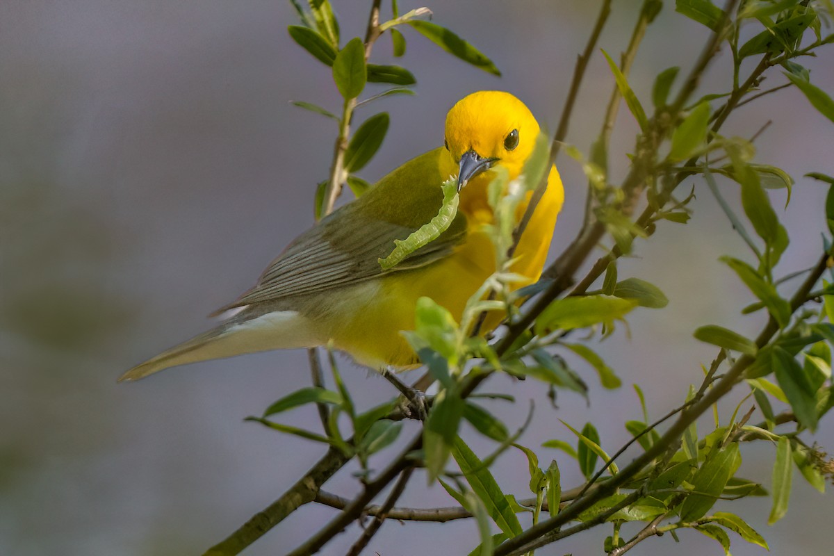 Prothonotary Warbler - ML636017885