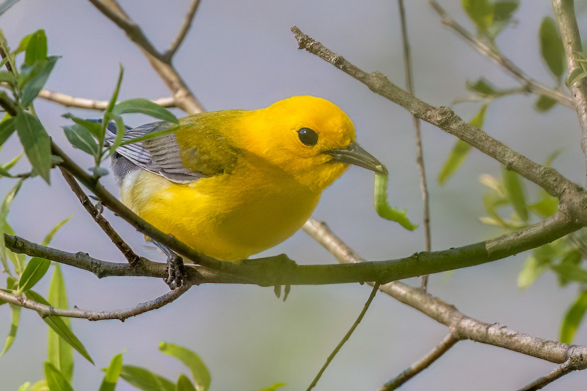 Prothonotary Warbler - ML636017896