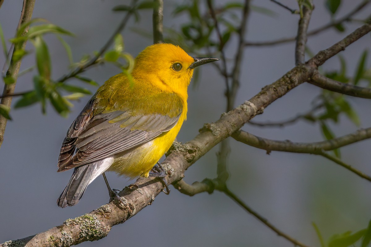 Prothonotary Warbler - ML636017897