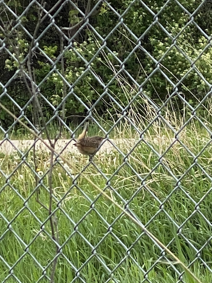 Sedge Wren - ML636017923