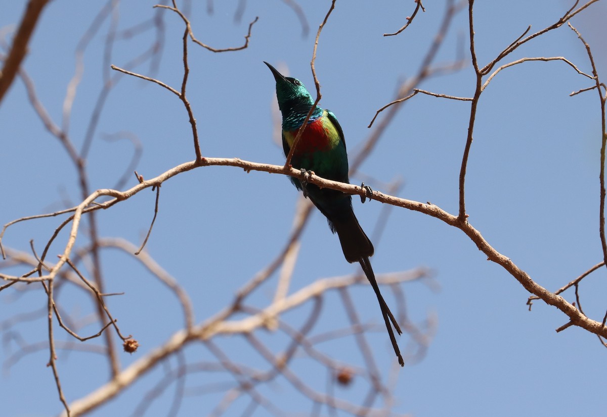 Beautiful Sunbird - ML636017954