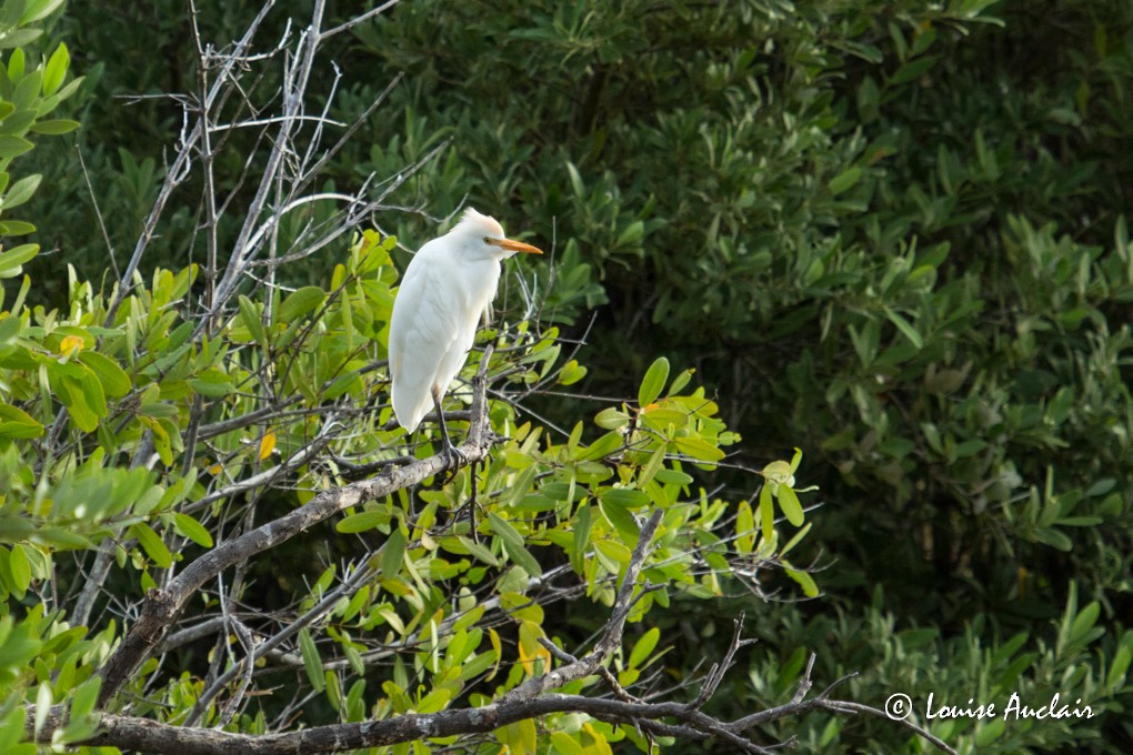 Western Cattle Egret - ML63601811