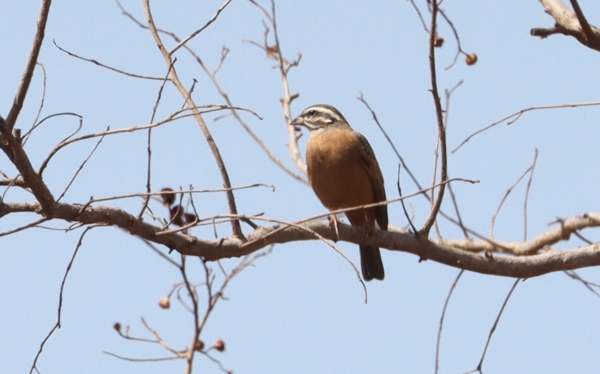 Gosling's Bunting - ML636018139