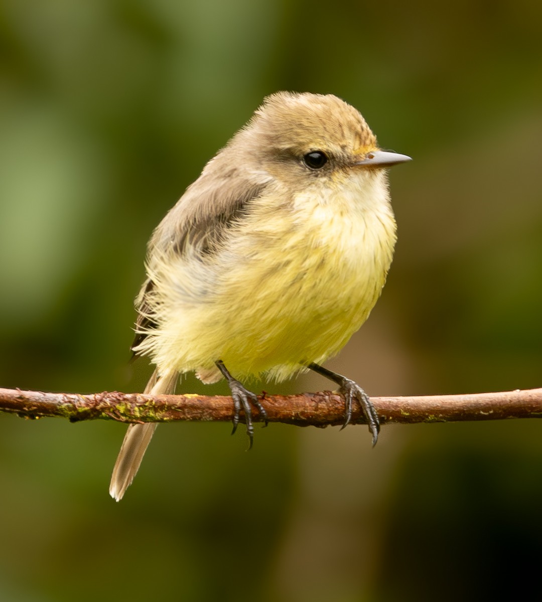 Brujo Flycatcher (Galapagos) - ML636018152