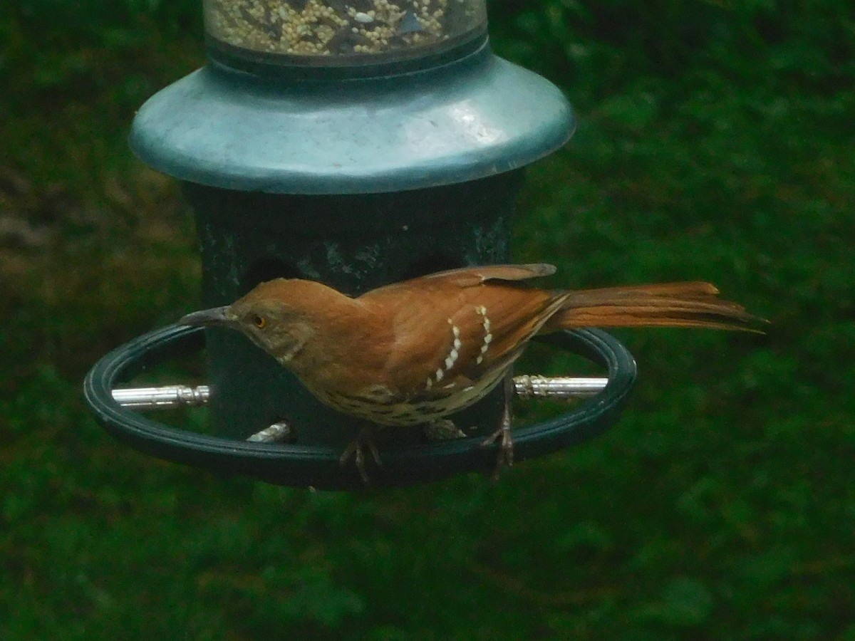 Brown Thrasher - ML636018275
