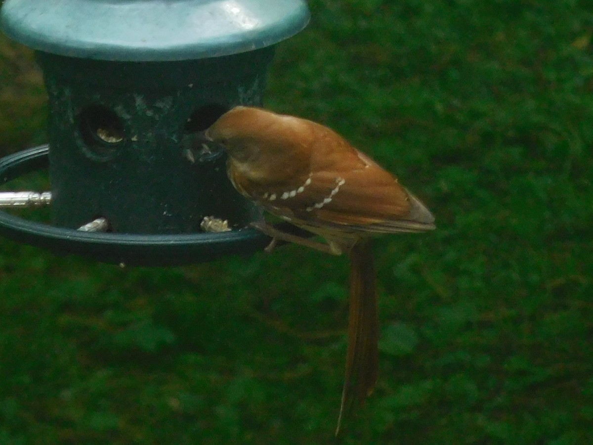Brown Thrasher - ML636018286