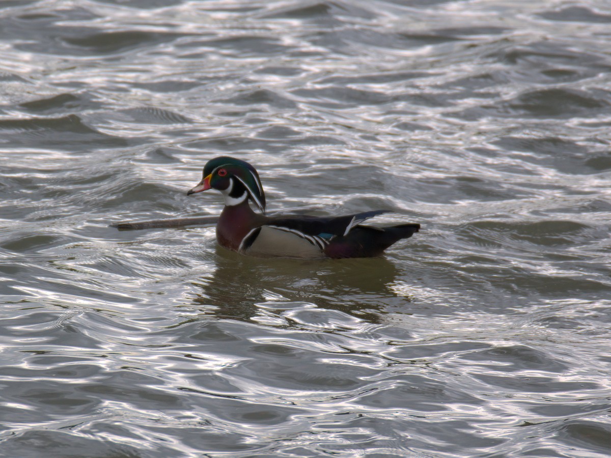 Wood Duck - ML636018303