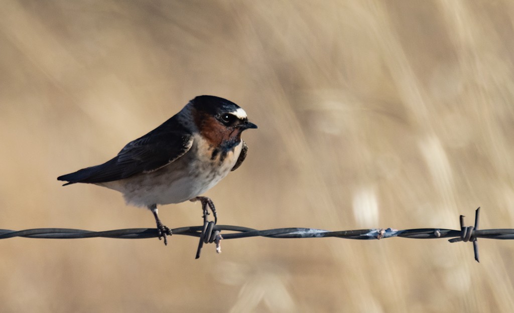 Cliff Swallow (pyrrhonota Group) - ML636018312