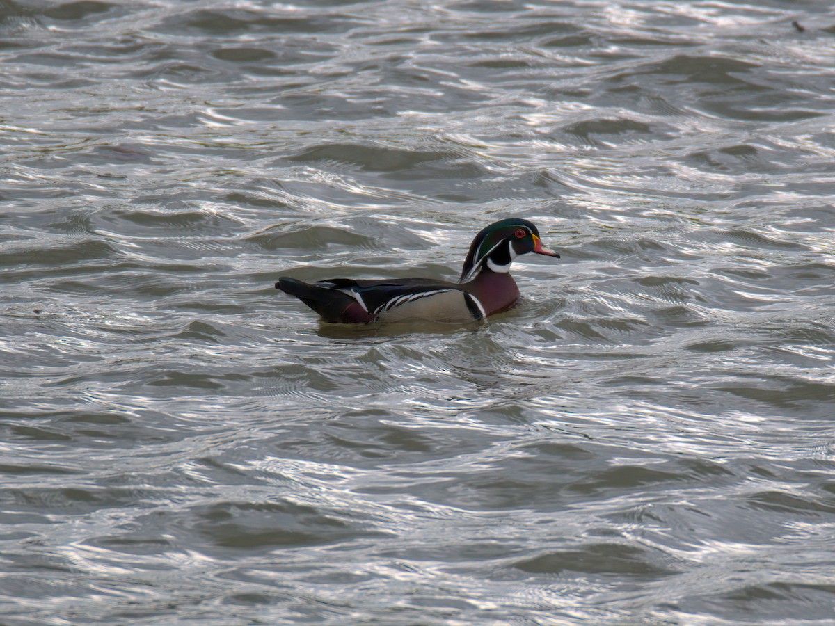 Wood Duck - ML636018332