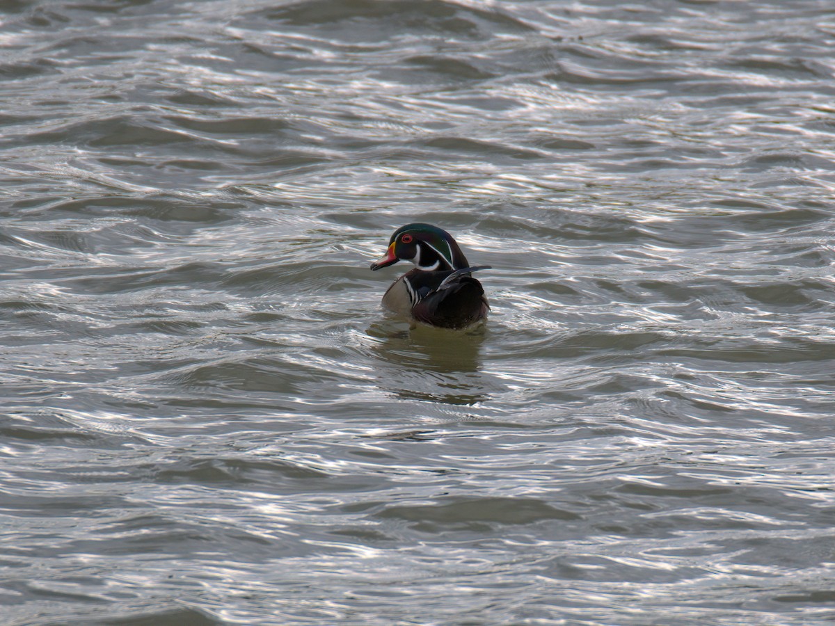 Wood Duck - ML636018357
