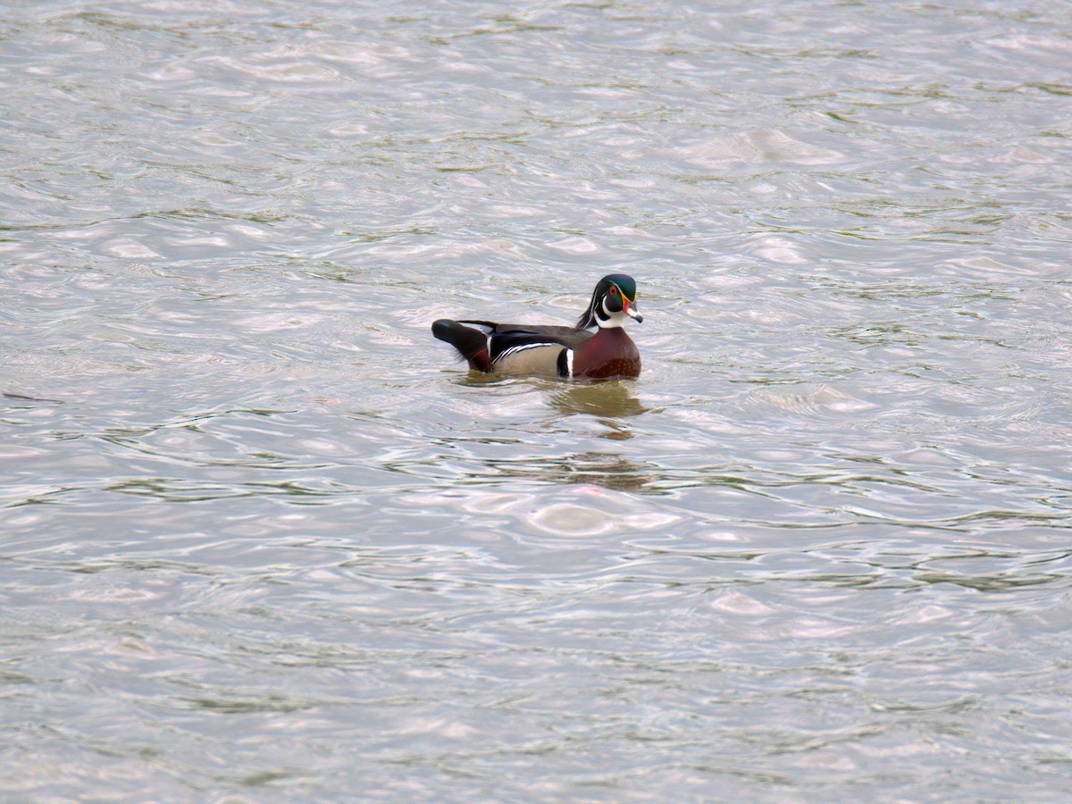 Wood Duck - ML636018378