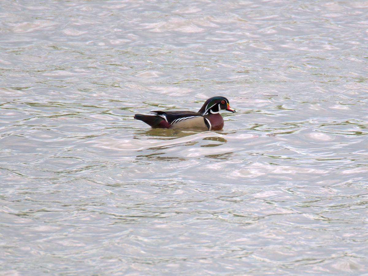 Wood Duck - ML636018417