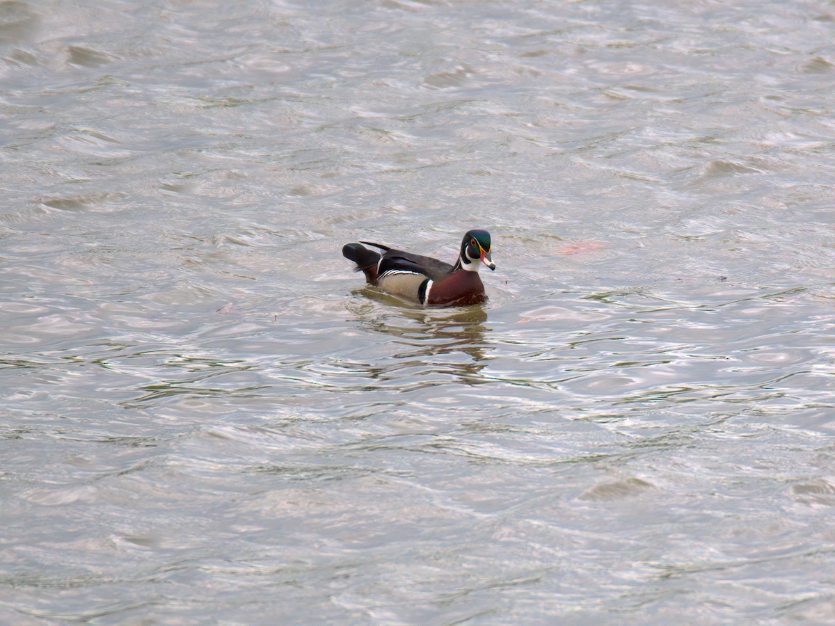 Wood Duck - ML636018459
