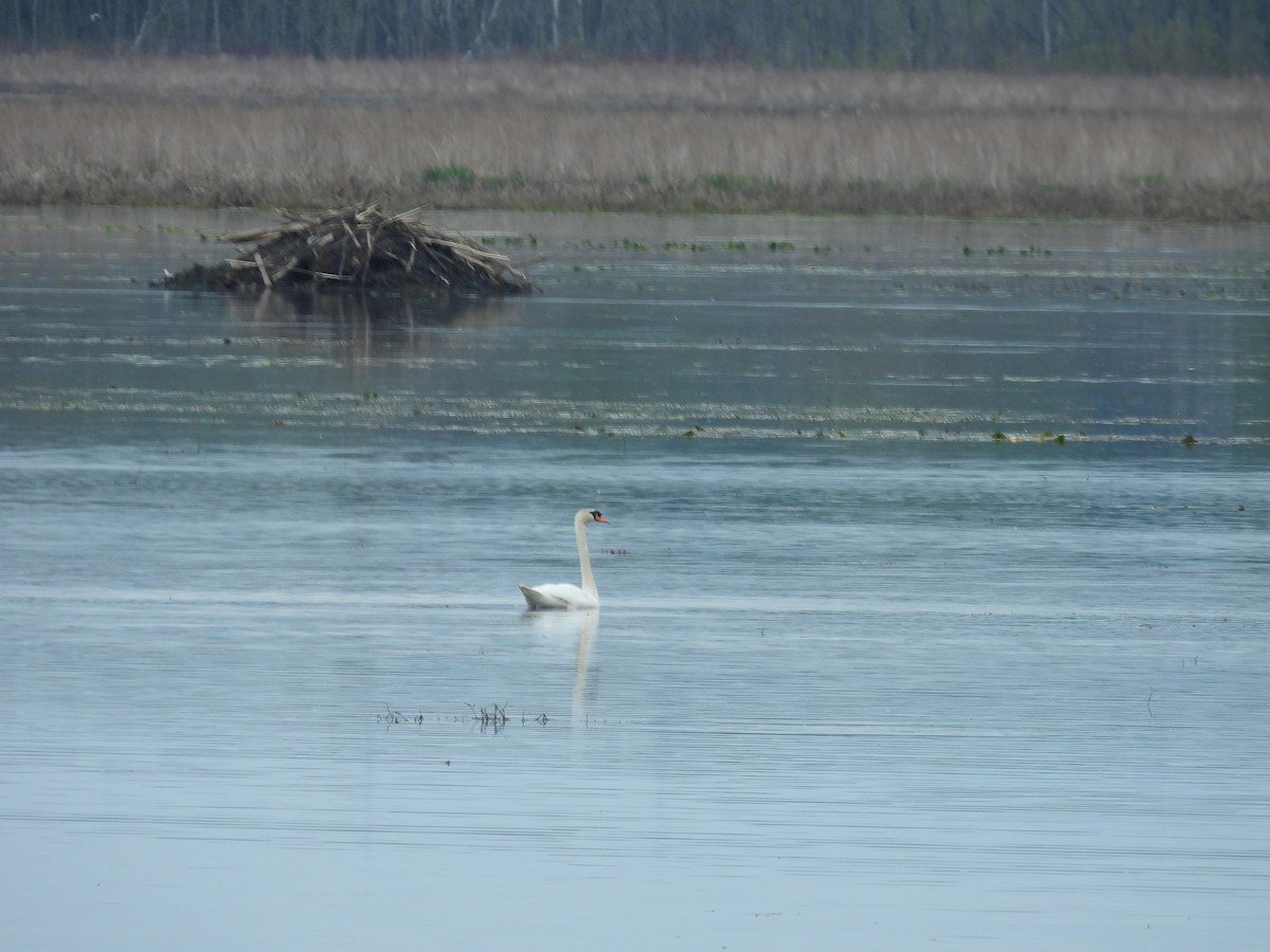 Mute Swan - ML636018460