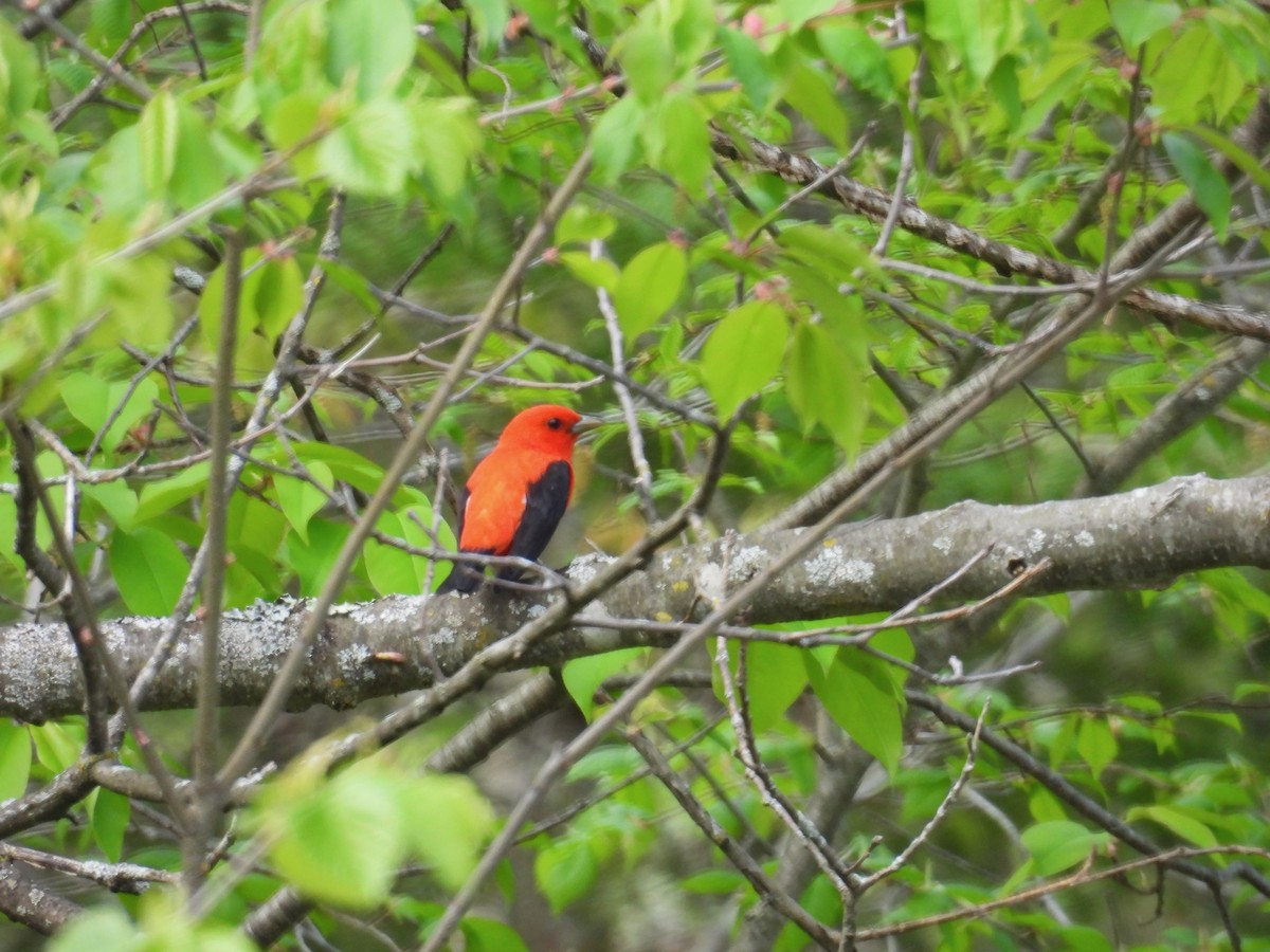 Scarlet Tanager - ML636018481