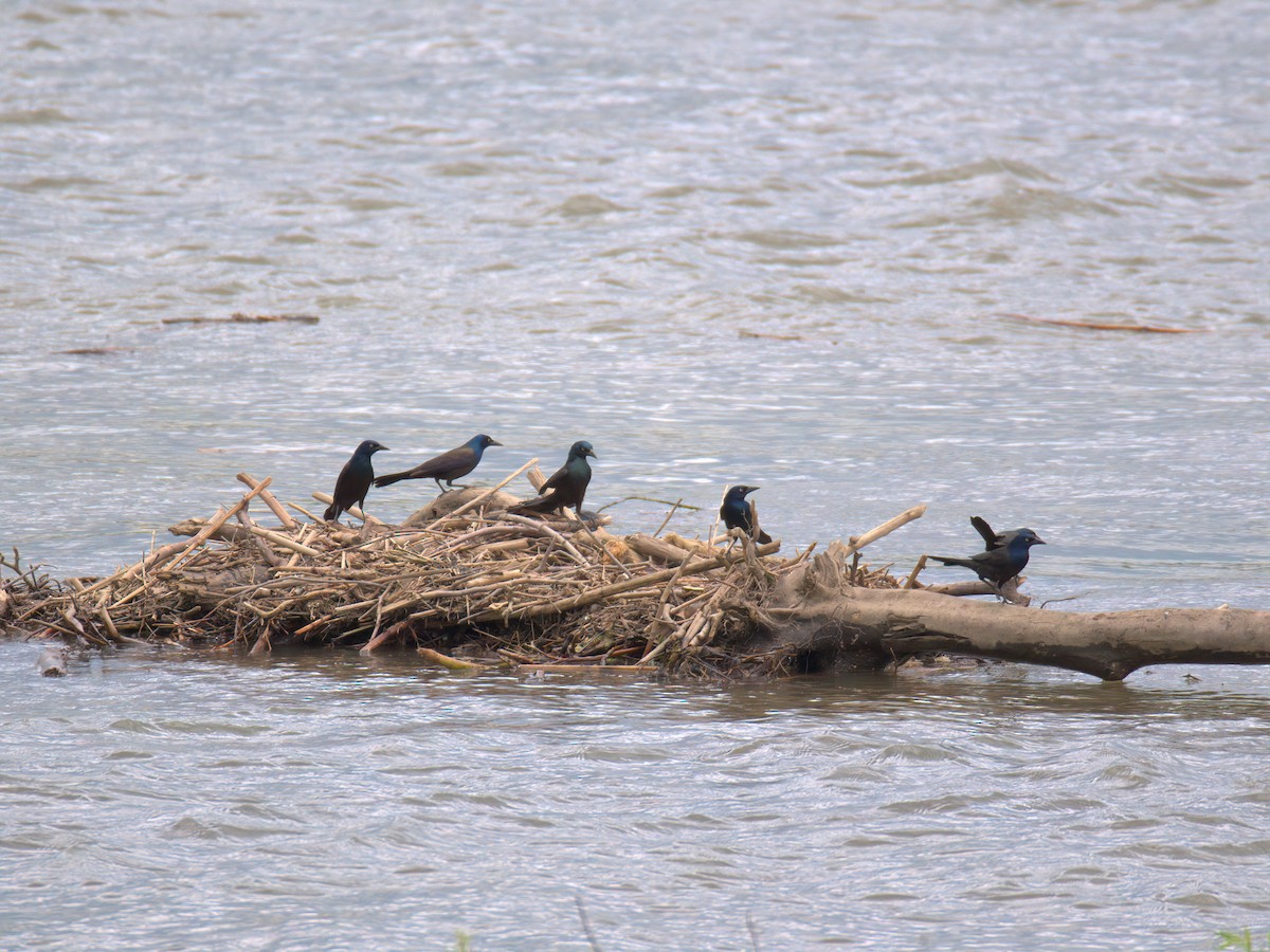Common Grackle - ML636018499