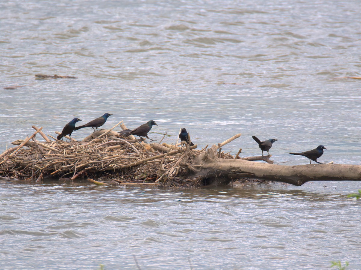 Common Grackle - ML636018514