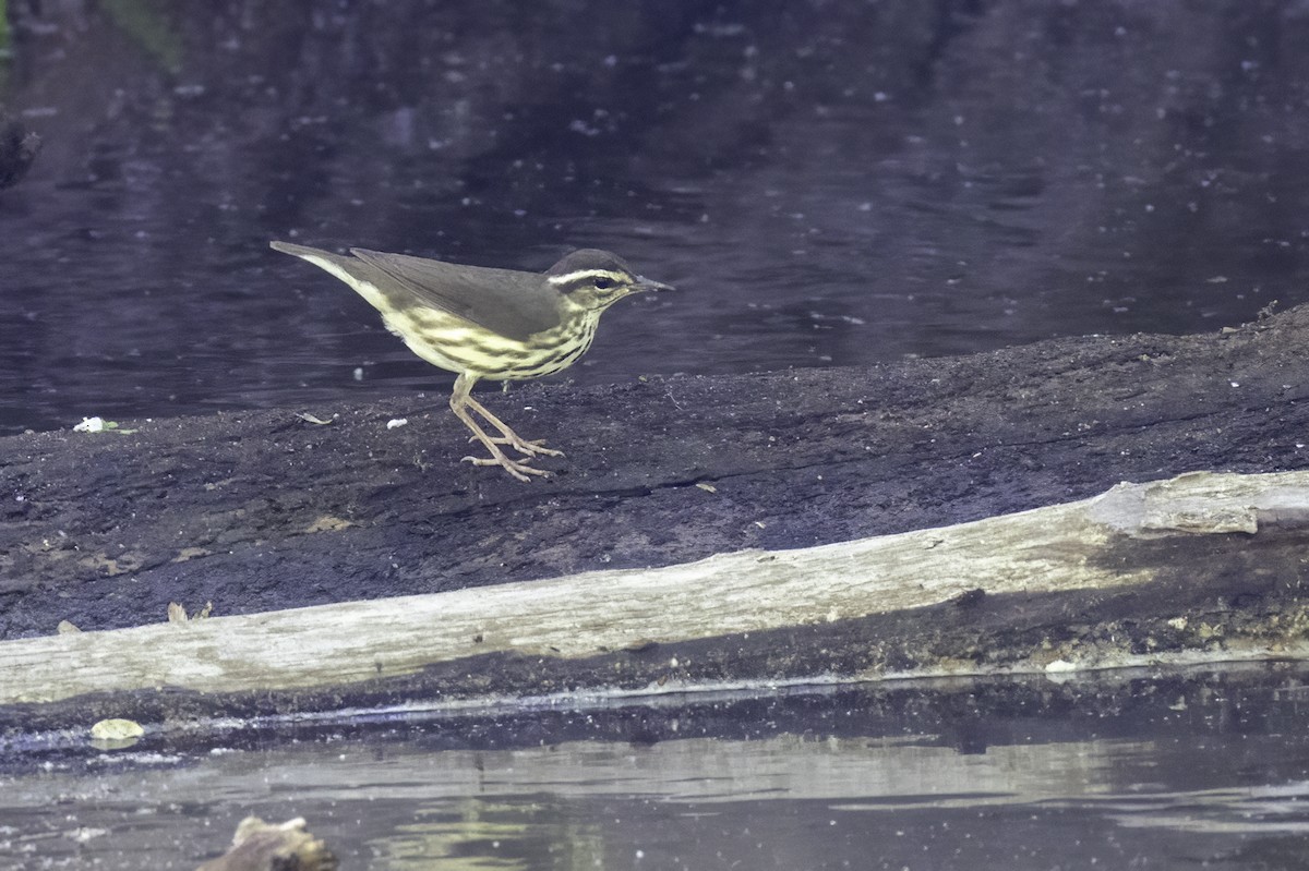Louisiana Waterthrush - ML636018581