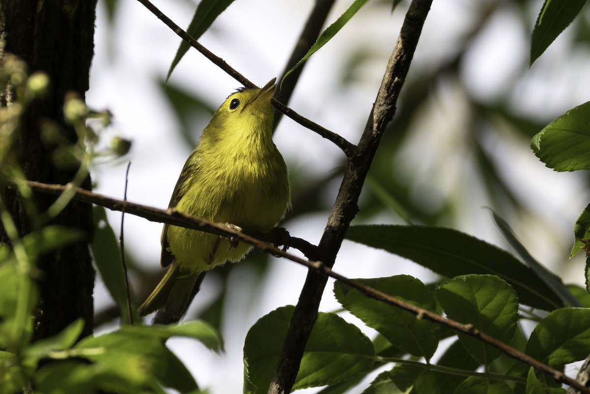 Wilson's Warbler - ML636018611