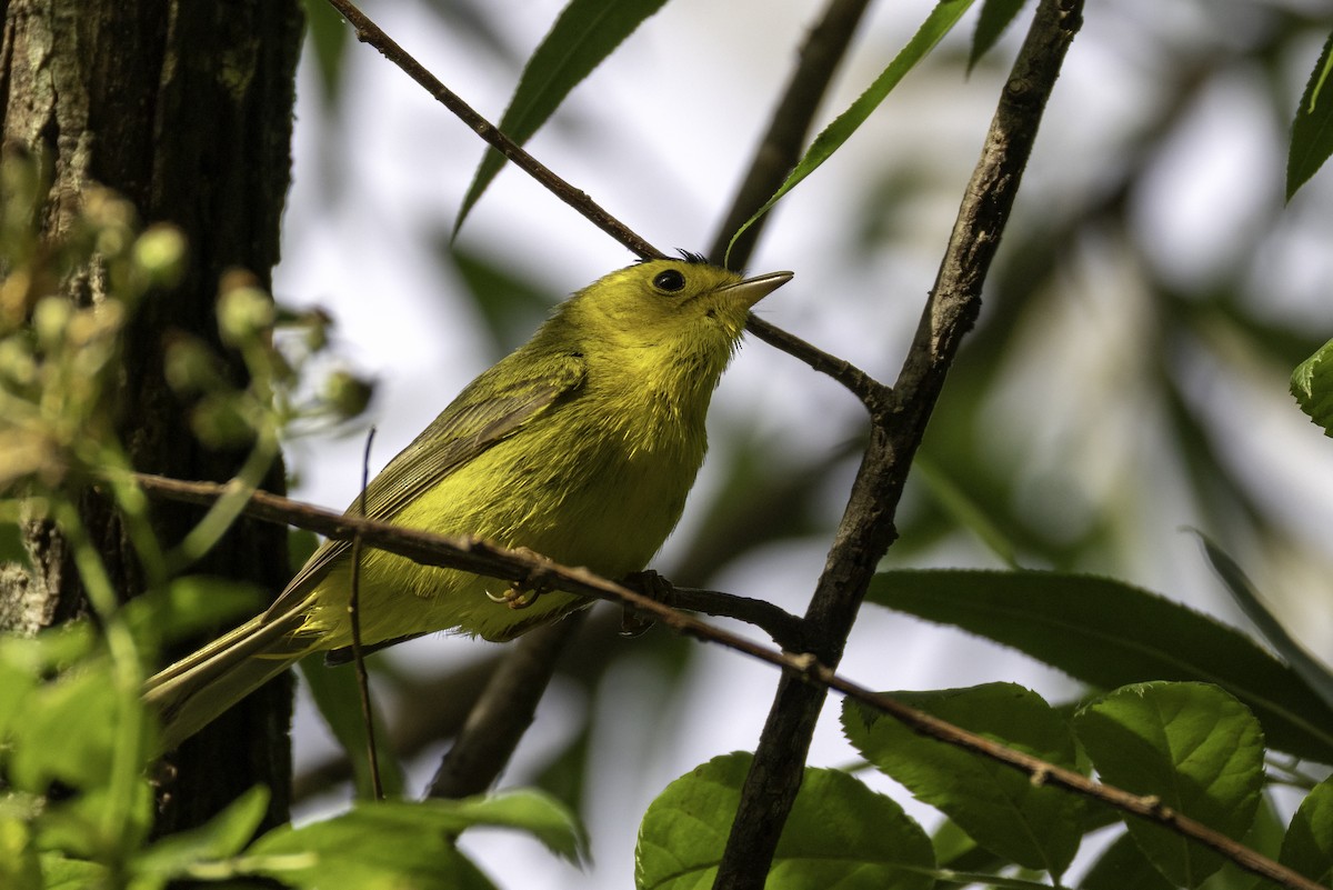 Wilson's Warbler - ML636018612
