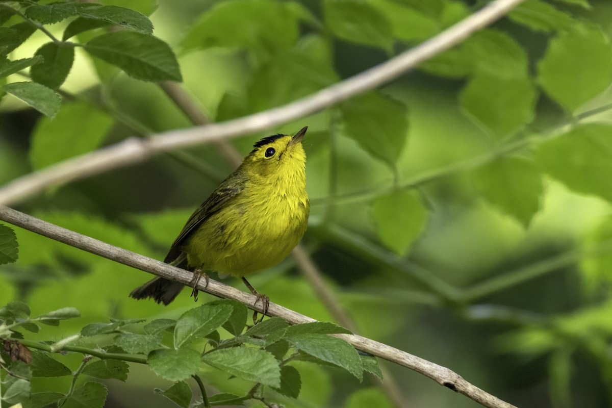 Wilson's Warbler - ML636018615